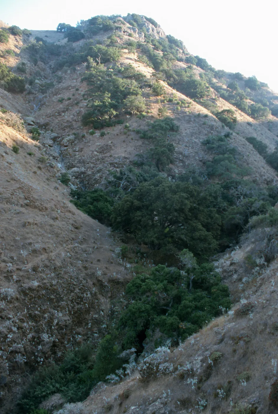 Berberis pinnata insularis, Hazard Canyon, Santa Cruz Island