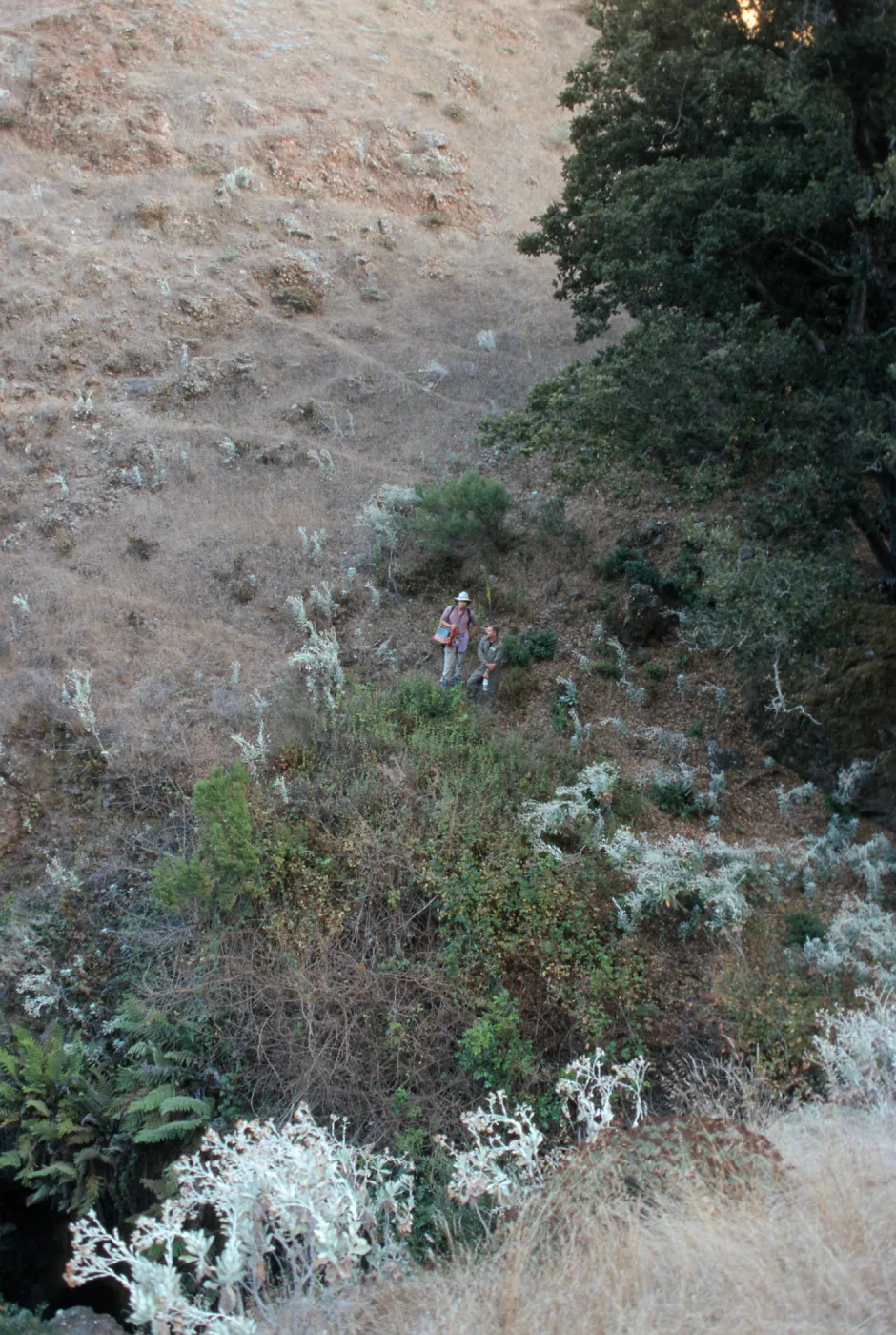 Berberis population, Steve Junak & Jim McCrory, Hazard Canyon, Santa Cruz Island