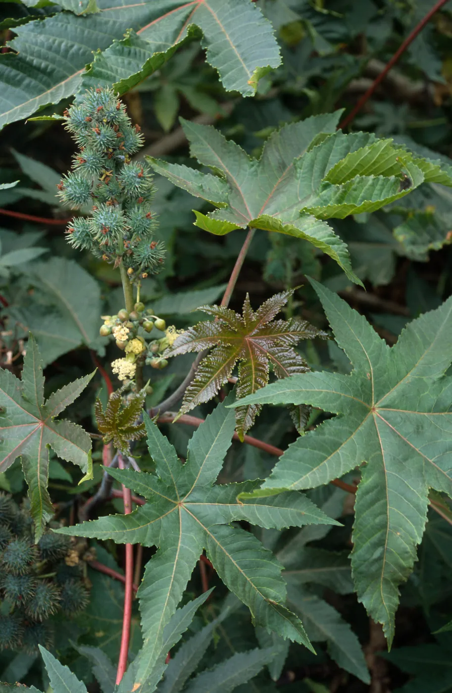 Ricinus communis, Seal Beach, Orange County