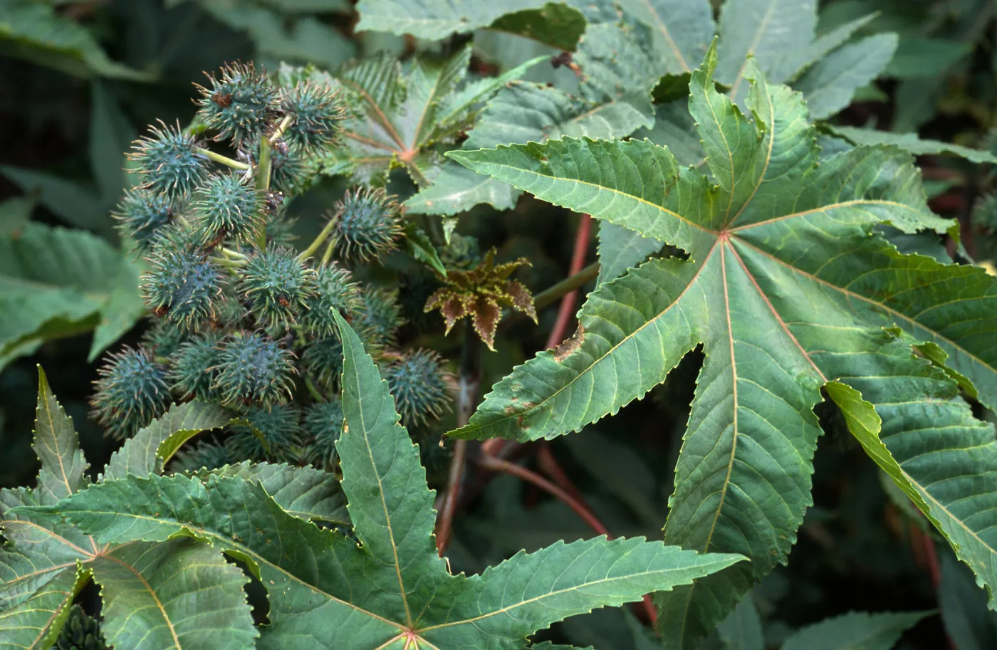 Ricinus communis, Seal Beach, Orange County