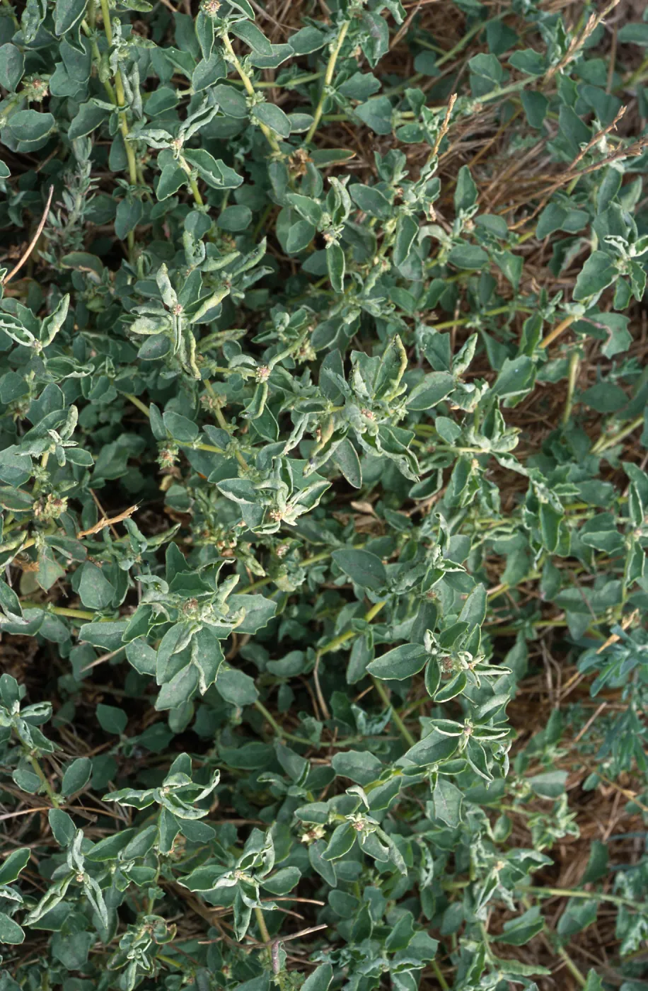 Atriplex suberecta, Seal Beach, Orange County