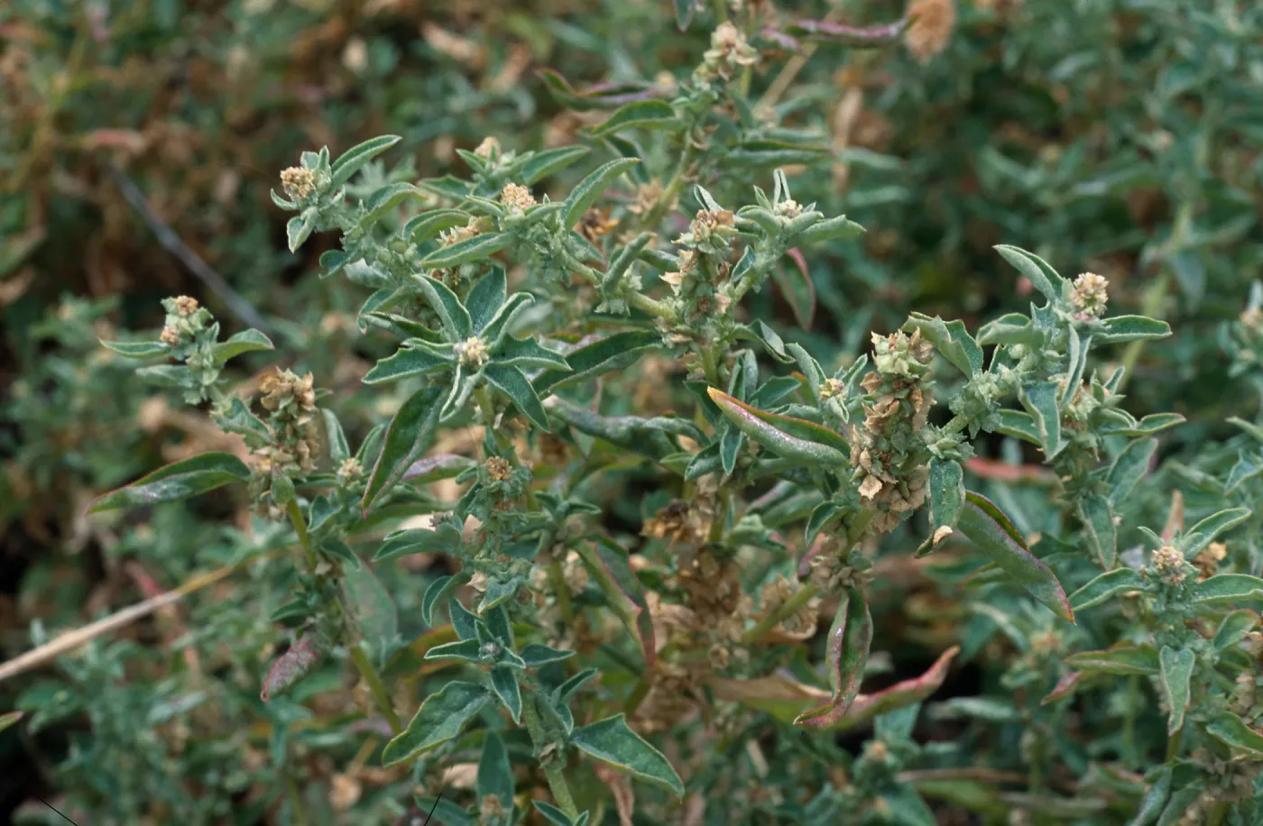 Atriplex suberecta, Seal Beach, Orange County