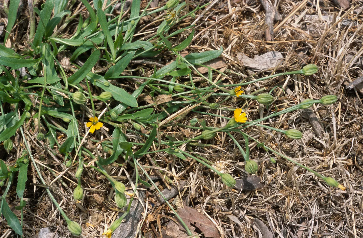 Hedypnois cretica, Seal Beach, Orange County