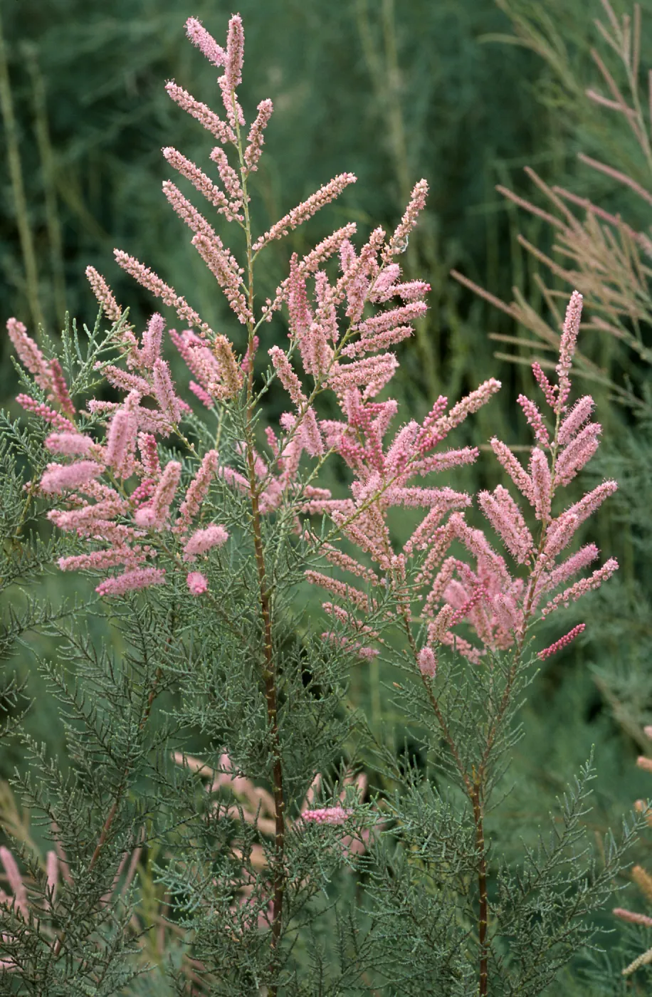 Tamarix ramosissima, El Centro, Imperial County