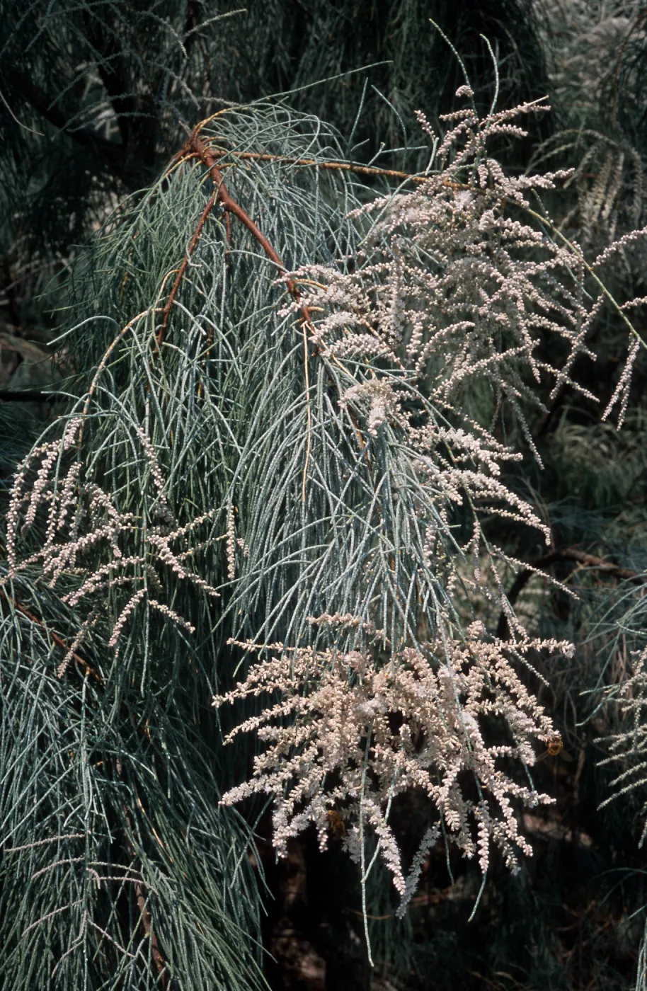 Tamarix aphylla, El Centro, Imperial County