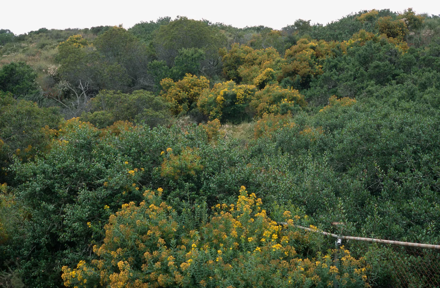 Hypericum, Pont Loma, San Diego County