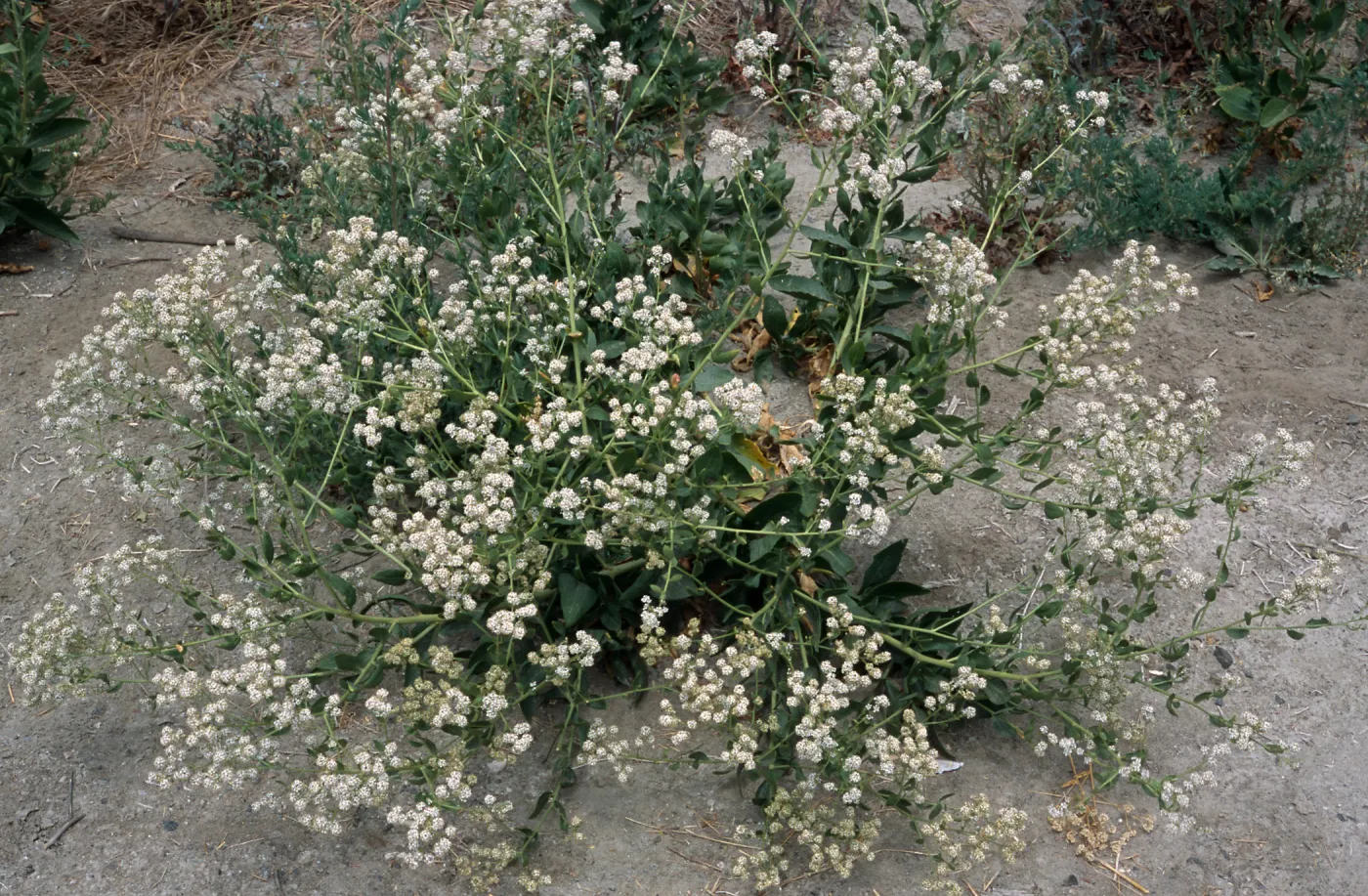 Lepidium latifolium, Seal Beach, Orange County