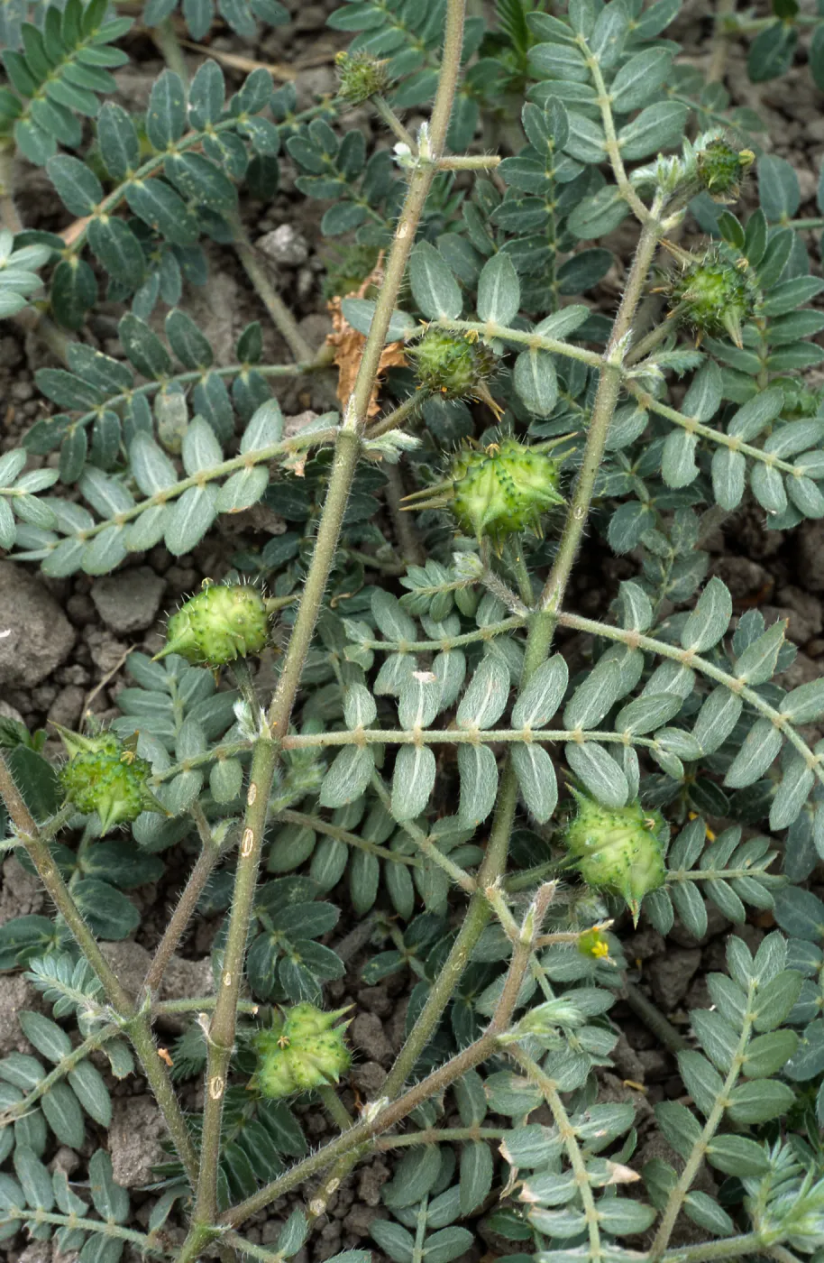 Tribulus, Seal Beach, Orange County