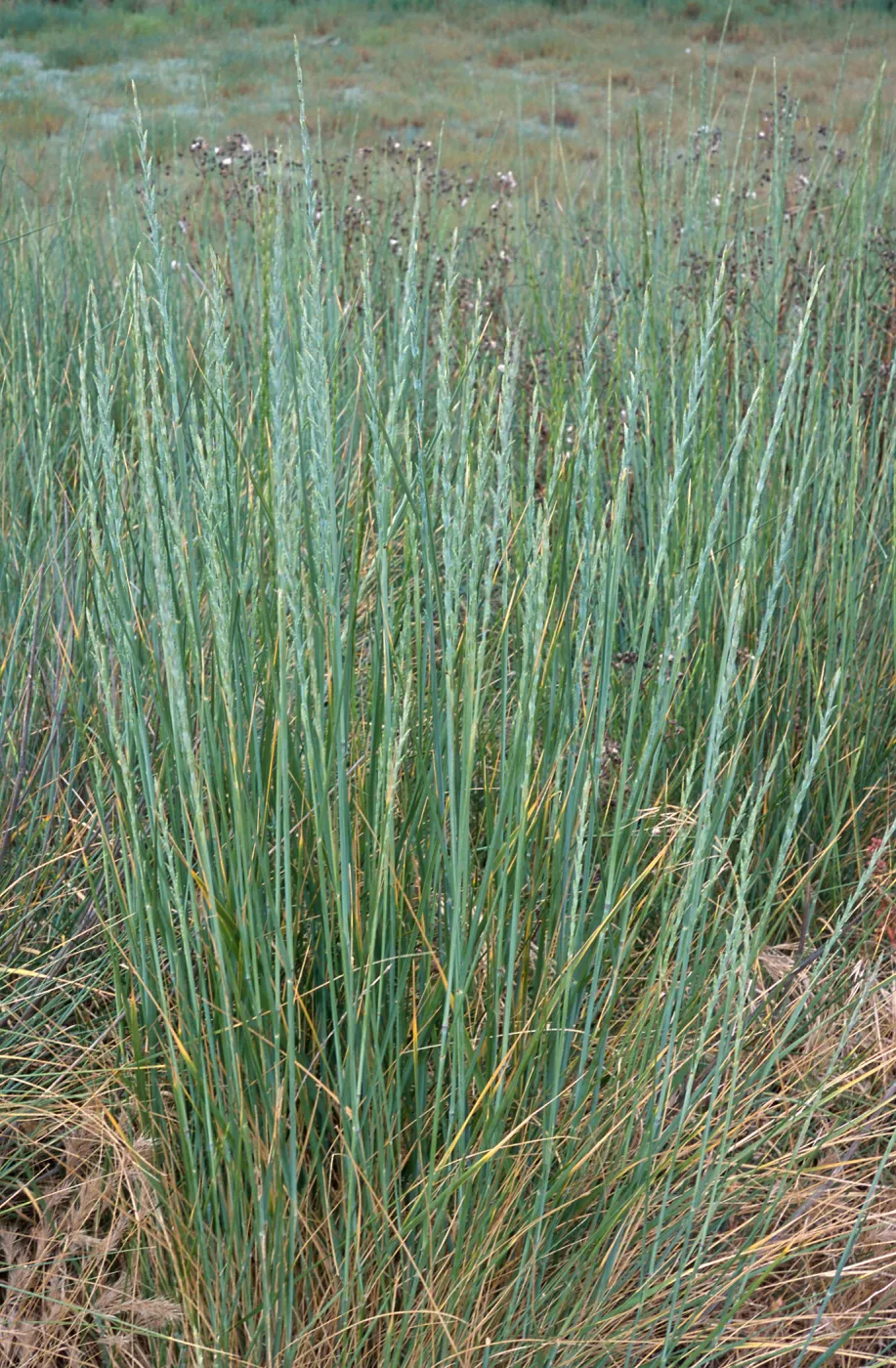 Elytrigia, Seal Beach, Orange County
