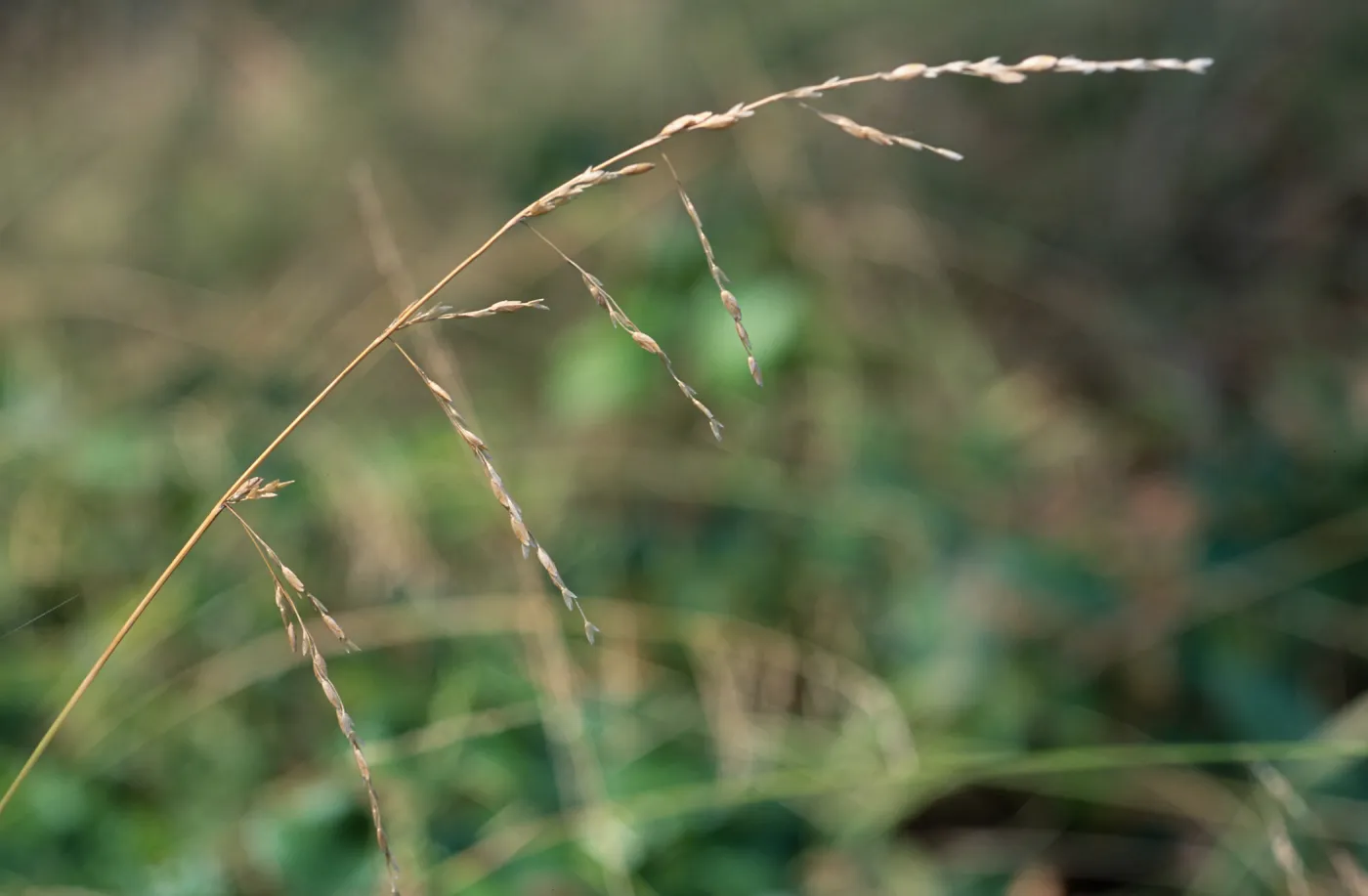 Ehrharta erecta