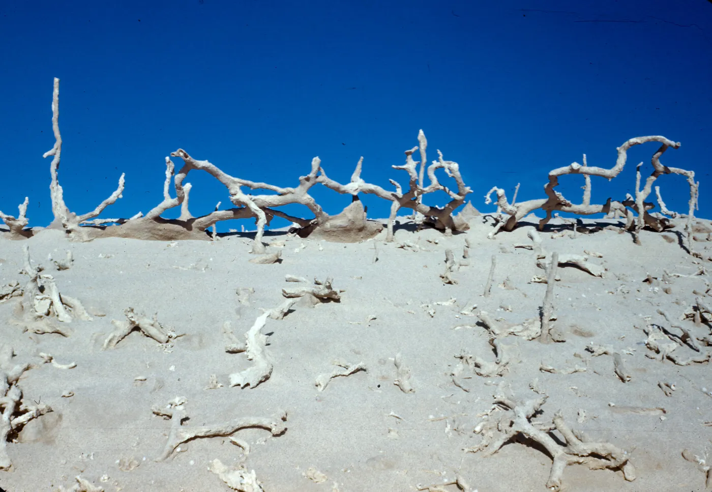 Tree casts, San Nicolas Island