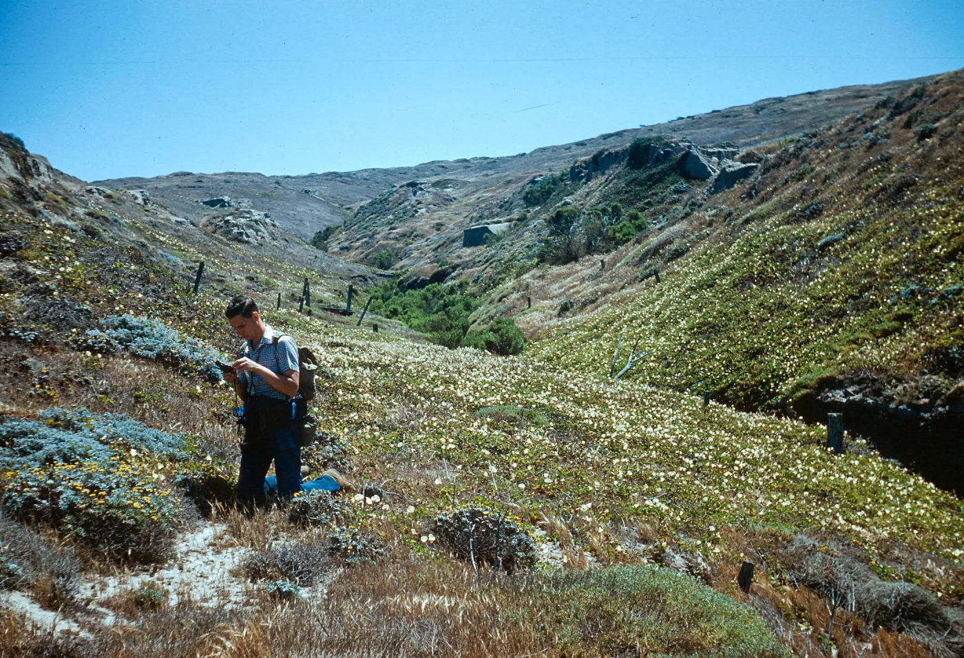 convolvulus Macrostegius, Bob Haller, at head of Canyon del Mar, San Miguel Island