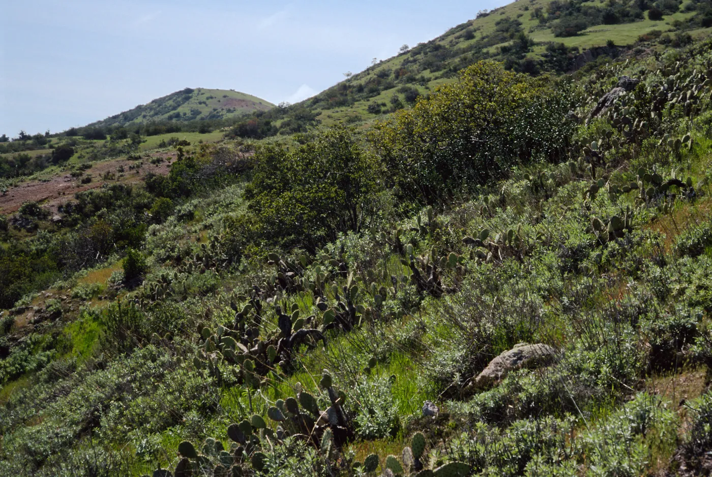 Cape Canyon, Santa Catalina Island