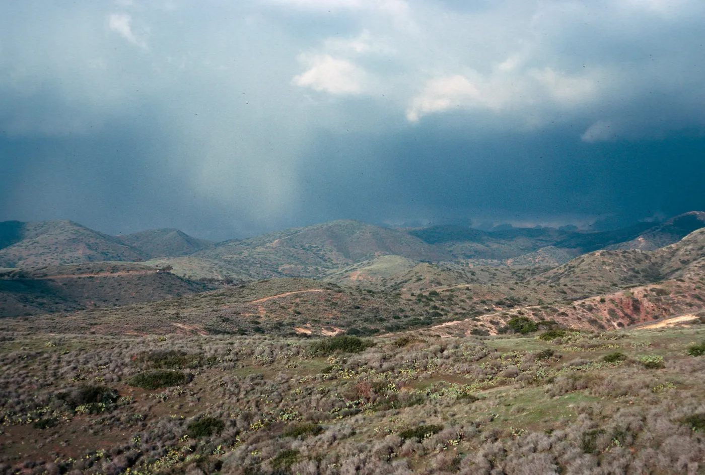 near Rancho Escondido, Santa Catalina Island