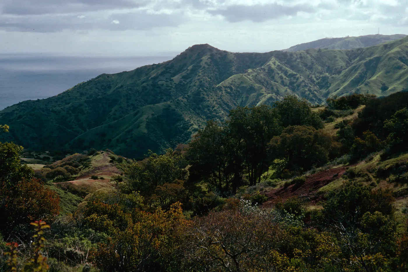 North side, above Whites Landing, Chaparral vegetation, Santa Catalina Island