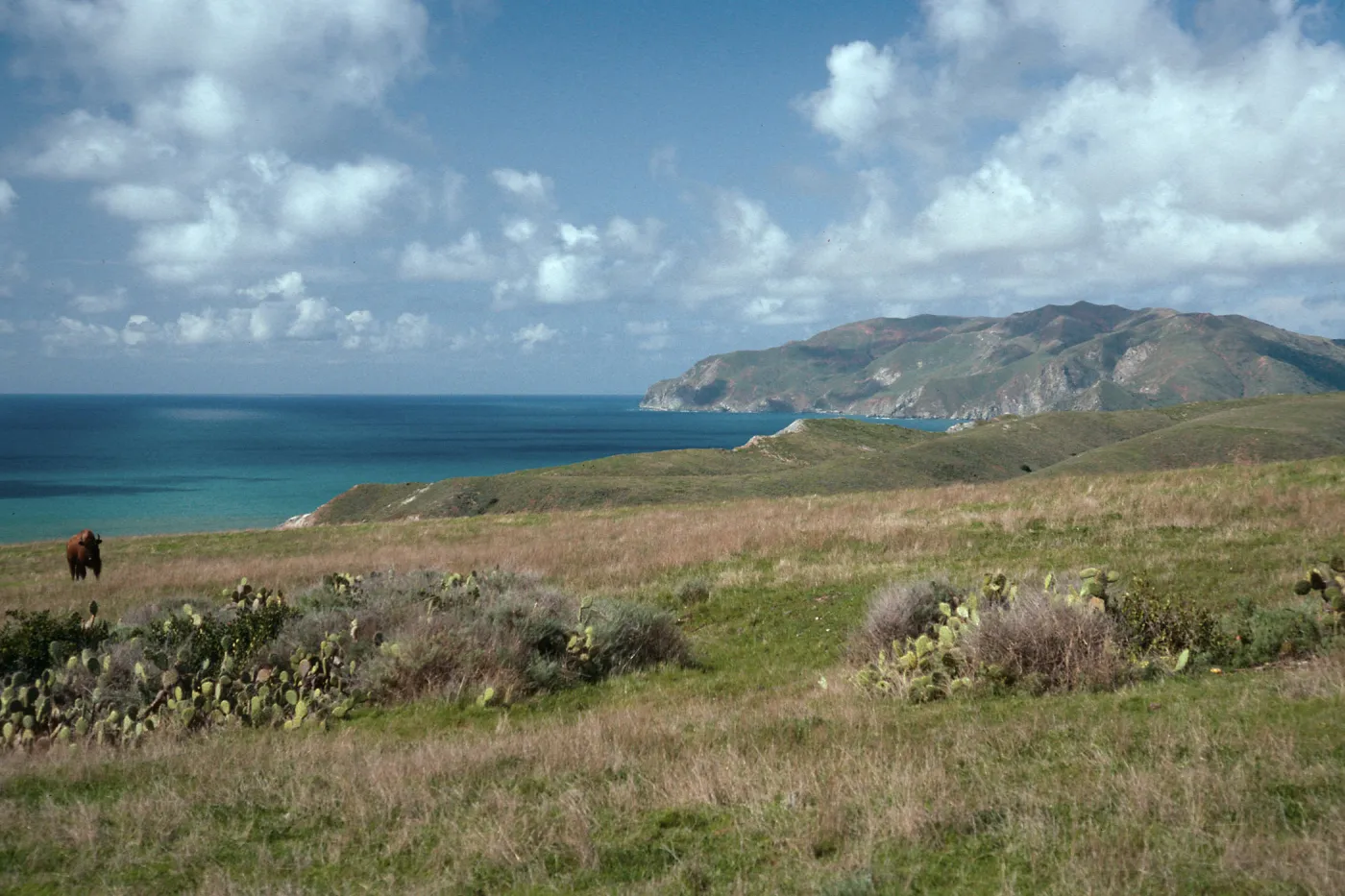 Bison, East of Little Harbor, from Little Harbor Road, Santa Catalina Island