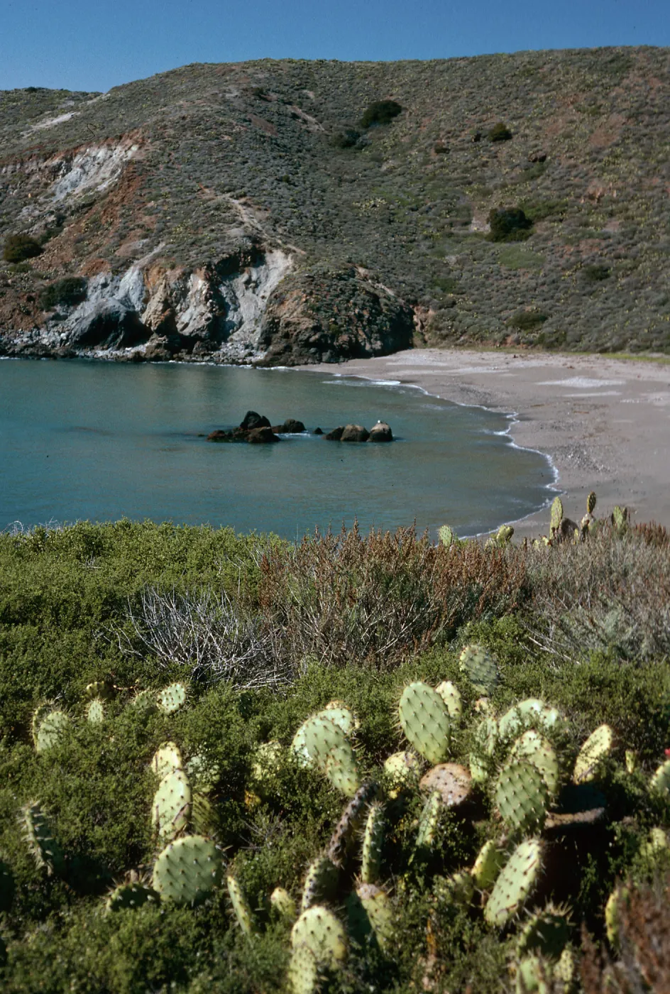 Little Harbor, Opuntia oricola in foreground, Santa Catalina Island
