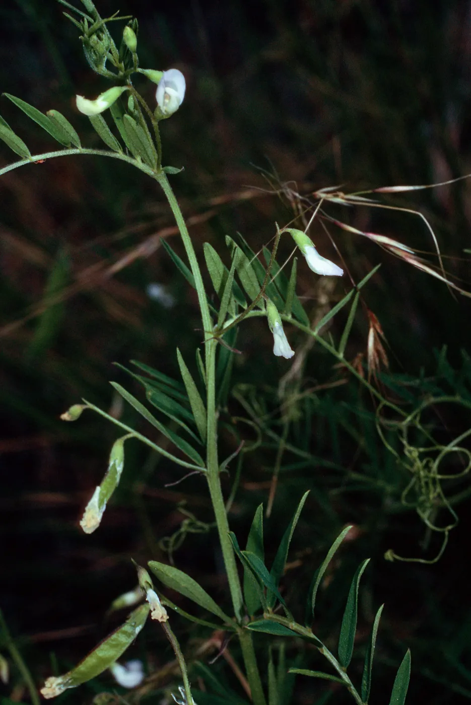 Vicia, Santa Catalina Island