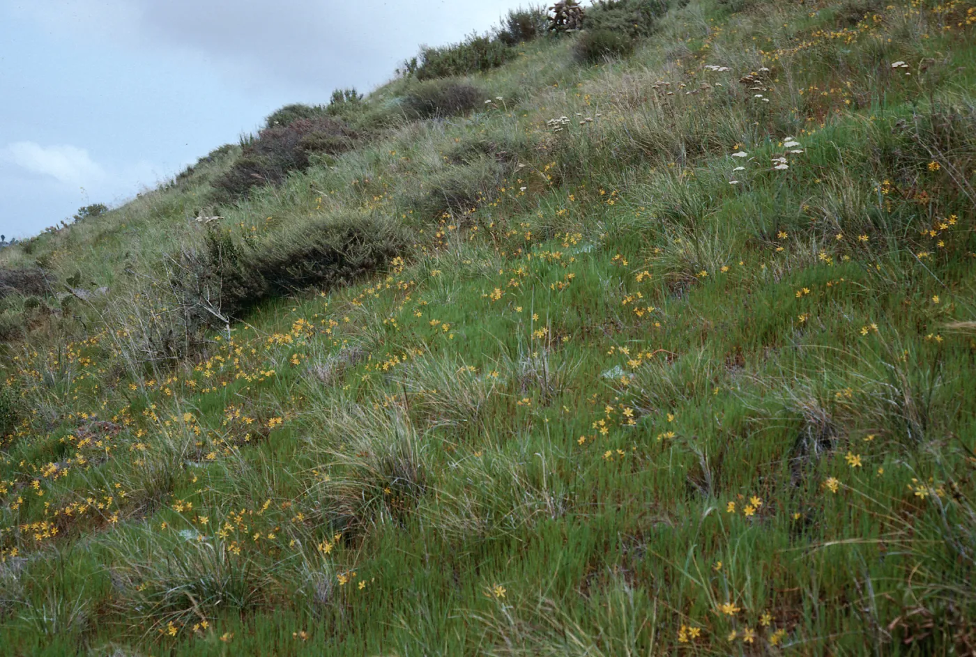 Bloomeria crocea, East side of Catalina Harbor, Santa Catalina Island