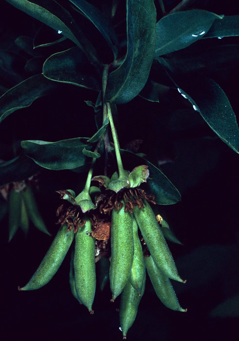 Crossosoma californicum, Hermit Gulch Road, Avalon Canyon, Santa Catalina Island