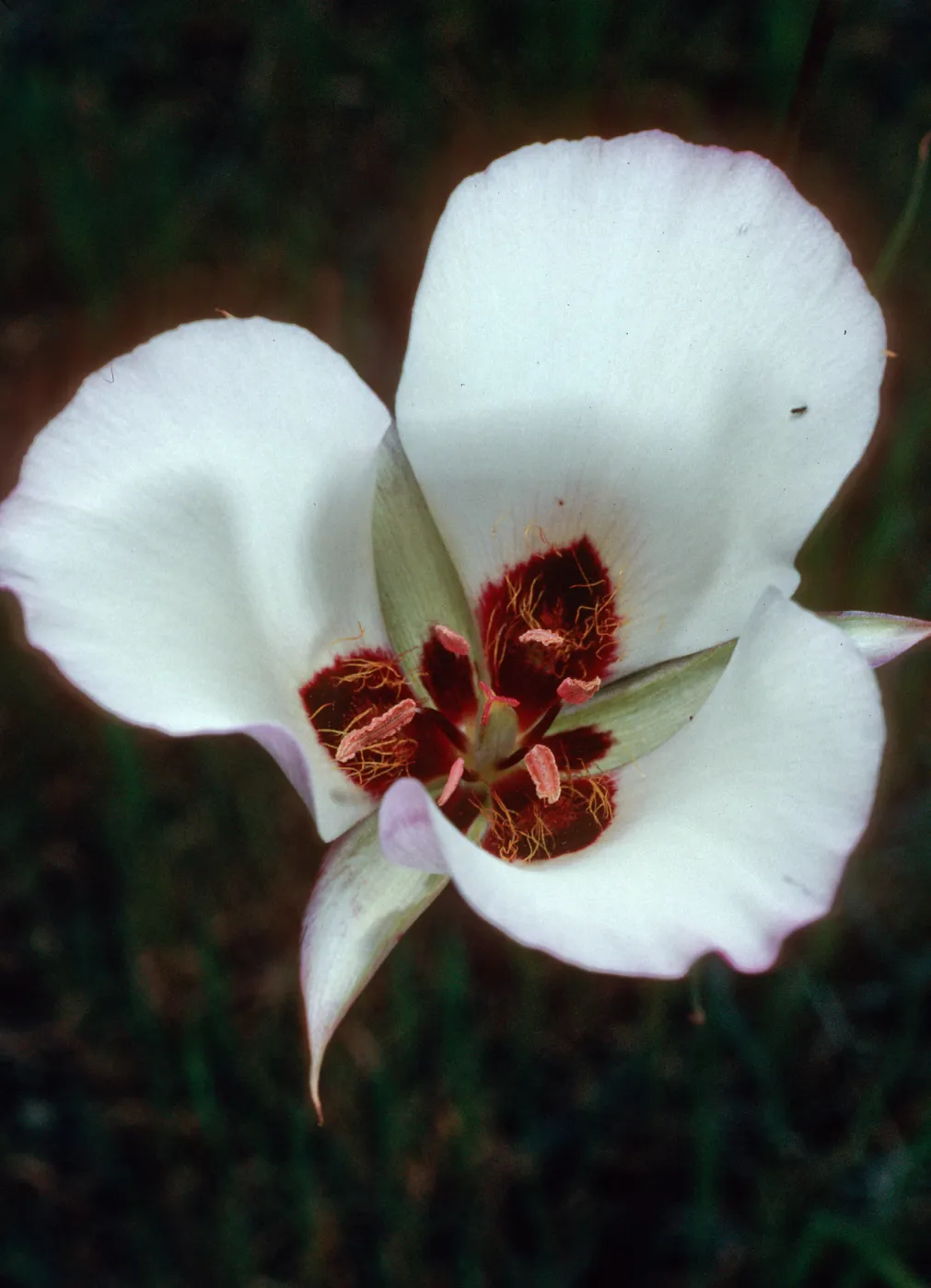 Calochortus catalinae, Santa Catalina Island