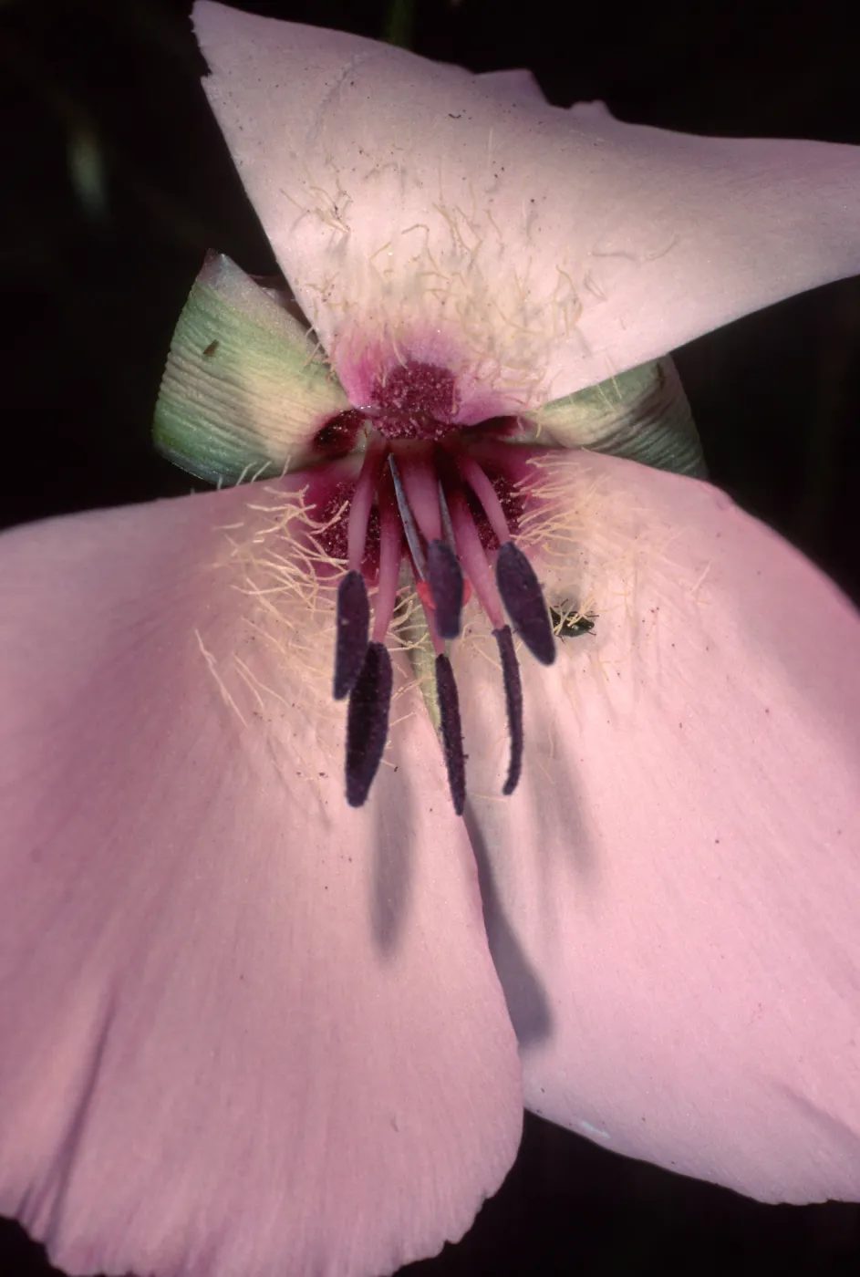 Calochortus splendens, Santa Catalina Island