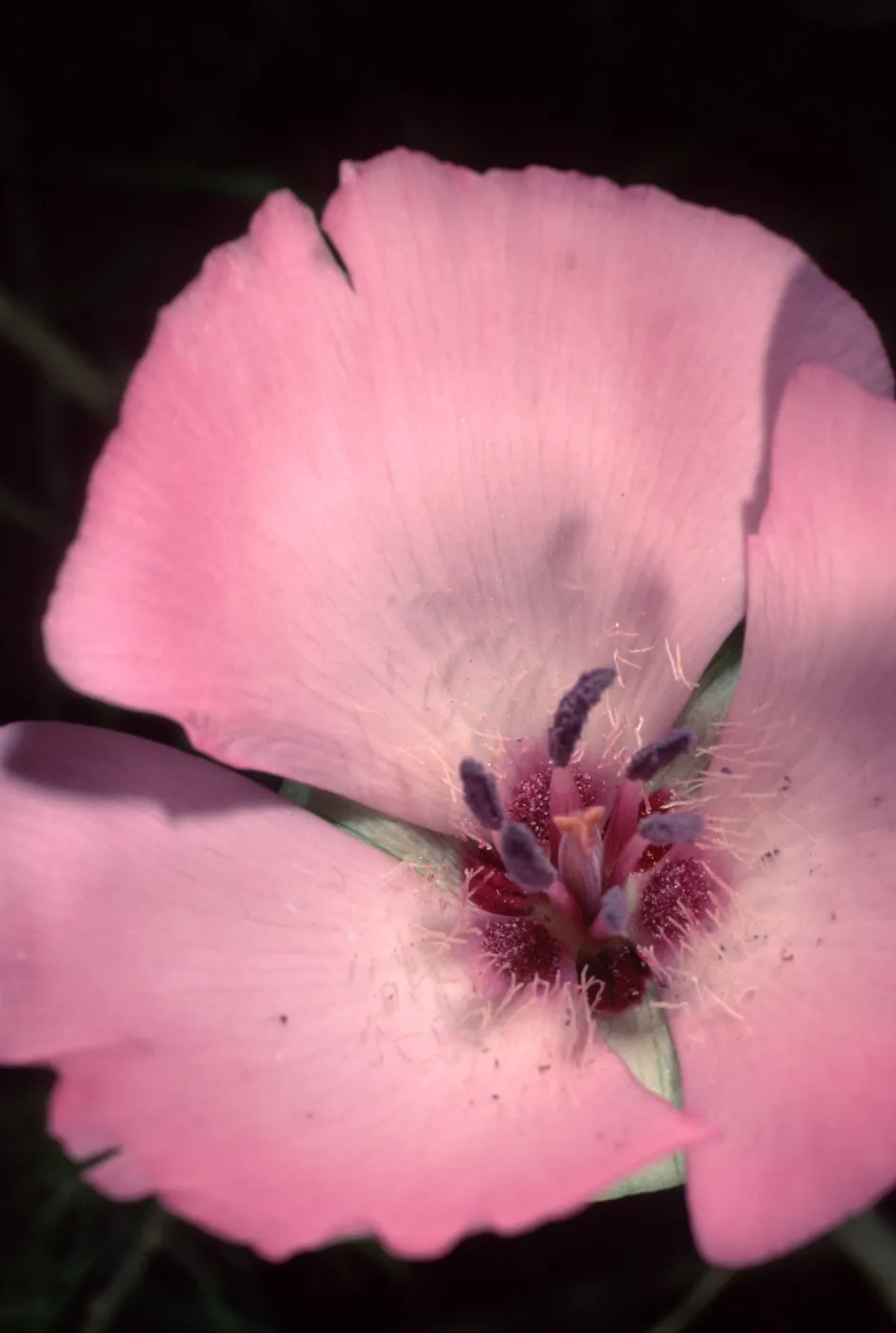 Calochortus splendens, Santa Catalina Island