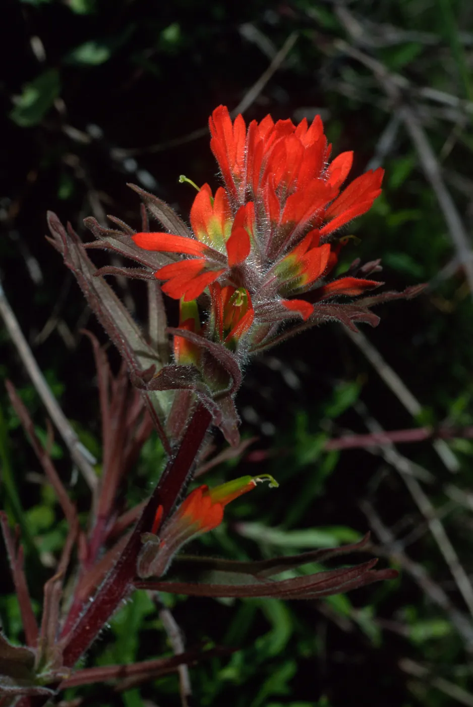 Castilleja affinis, Cape Canyon, Santa Catalina Island