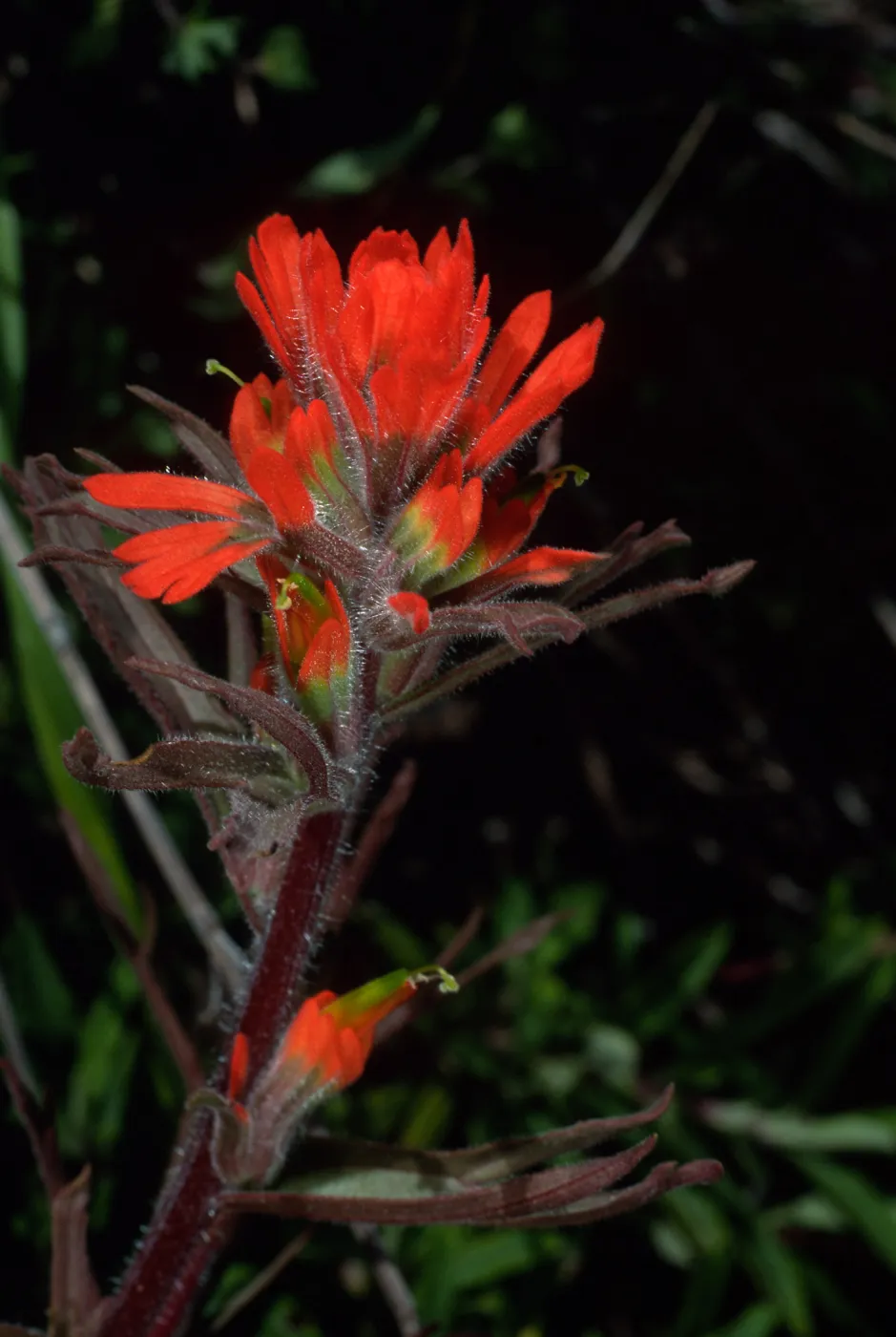Castilleja affinis, Cape Canyon, Santa Catalina Island