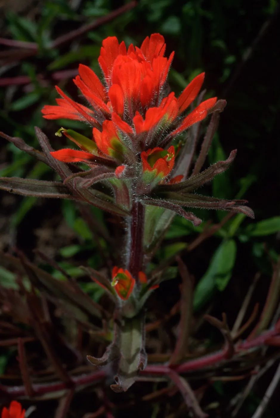 Castilleja affinis, Cape Canyon, Santa Catalina Island