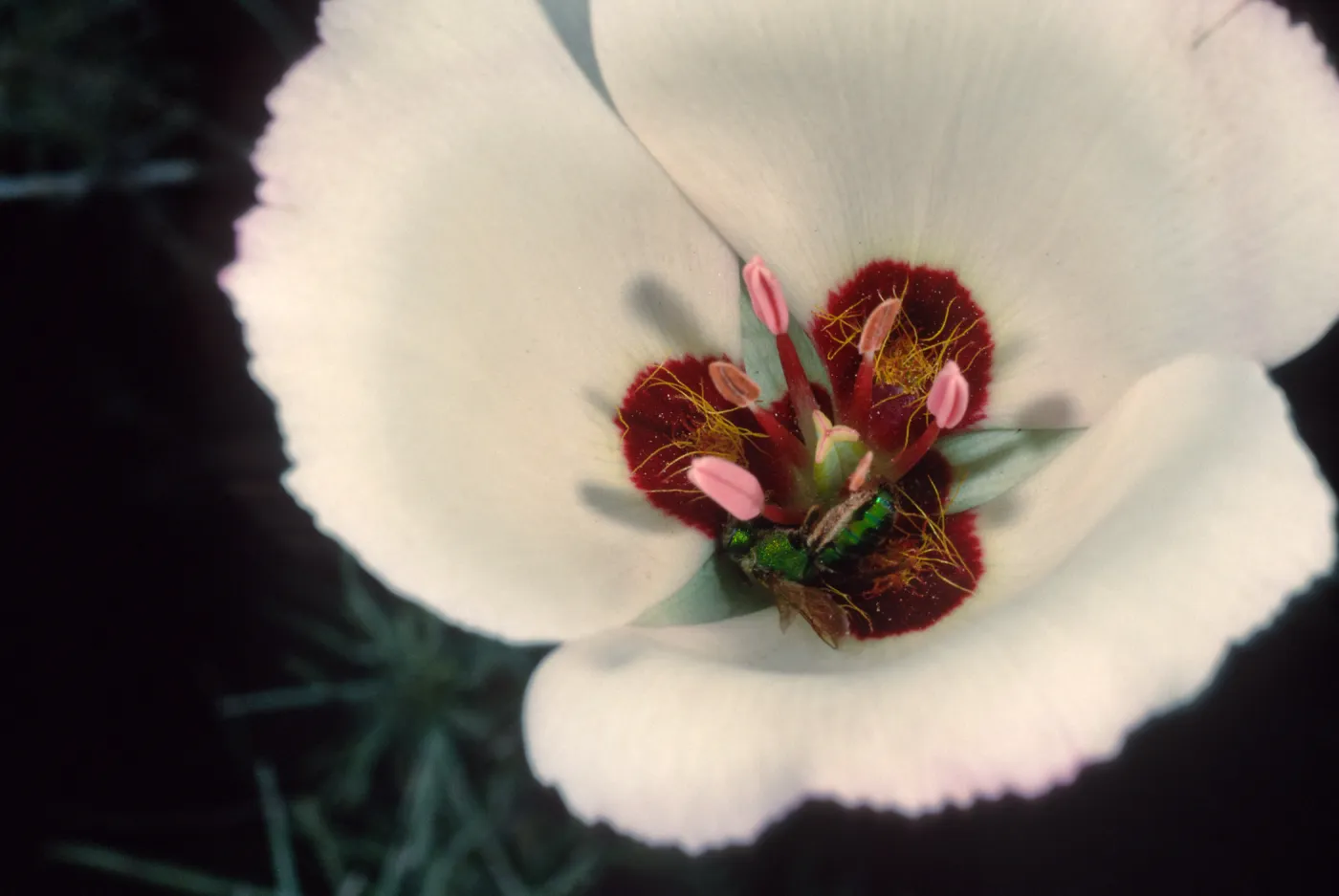 Calochortus catalinae, Santa Catalina Island