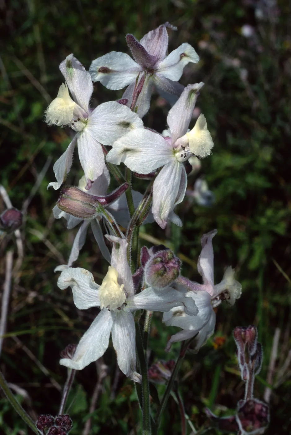 Delphinium variegaum kimkiense, Santa Catalina Island