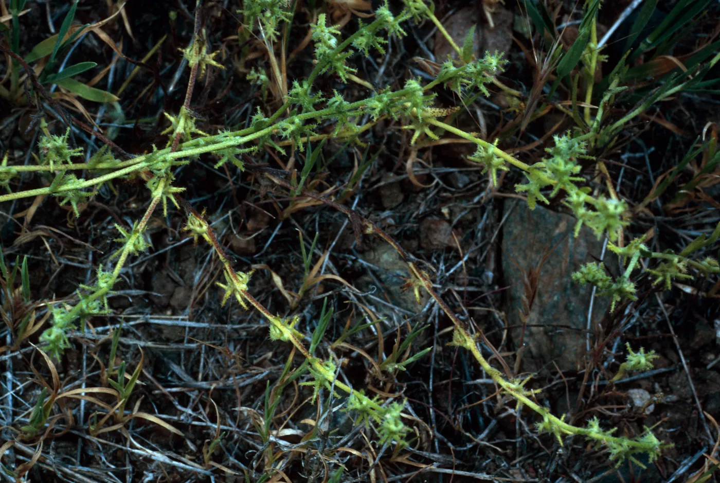Harpagonella palmeri, Santa Catalina Island