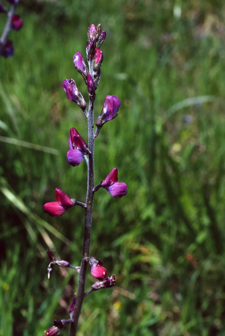 Lupinus truncatus, Cape Canyon, Santa Catalina Island