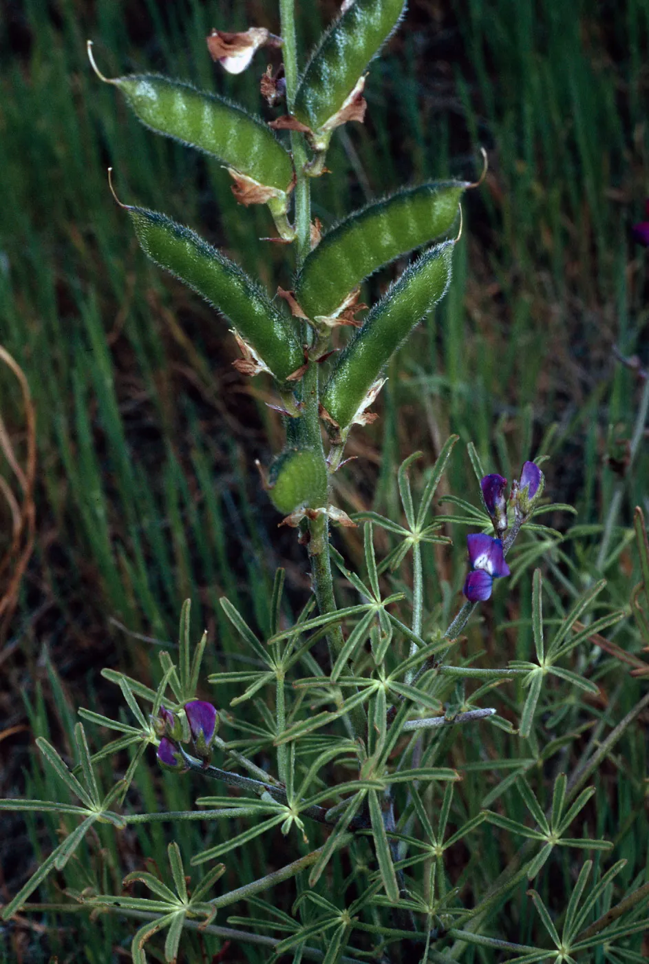Lupinus truncatus, Santa Catalina Island