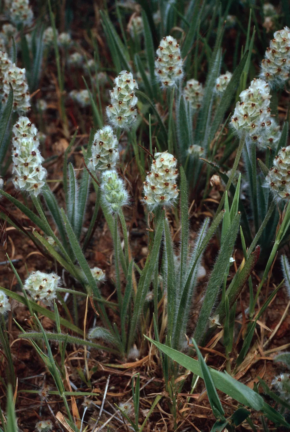 Plantago erecta, Santa Catalina Island