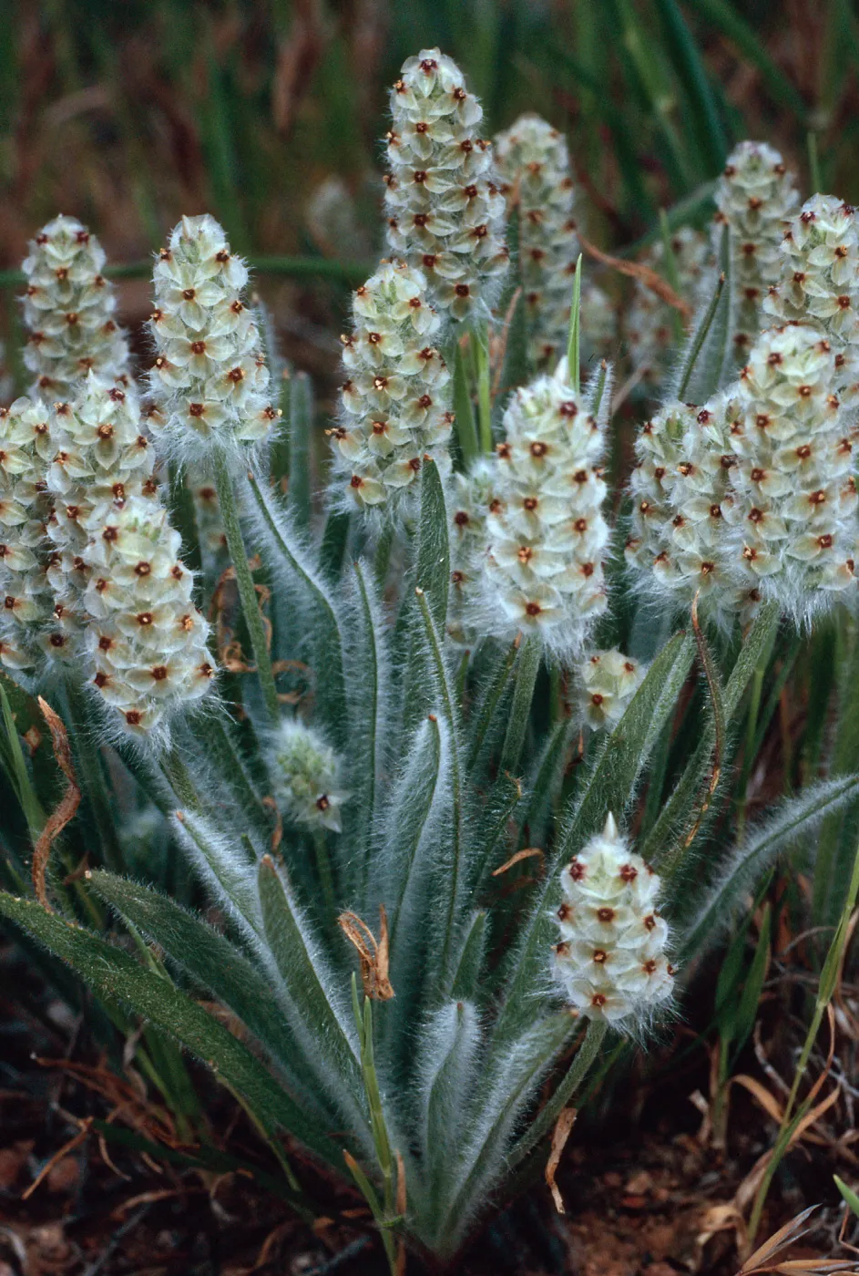 Plantago erecta, Santa Catalina Island