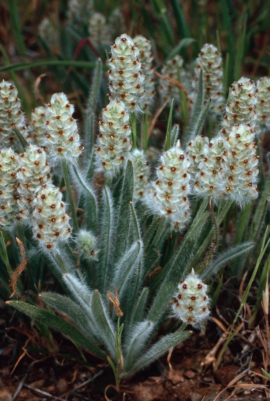 Plantago erecta, Santa Catalina Island