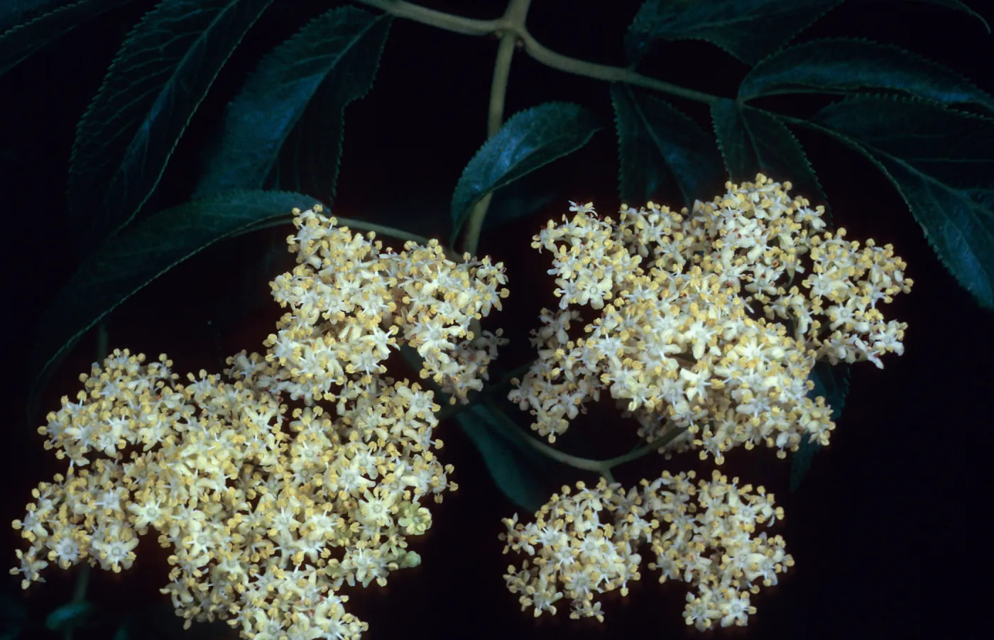 Sambucus mexicana, Avalon Canyon, Santa Catalina Island