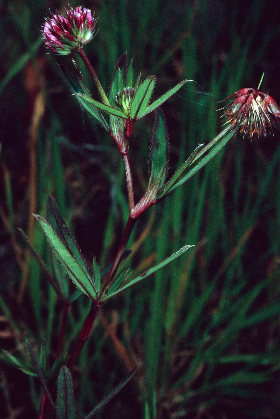 Trifolium palmeri, East side of Catalina Harbor, Santa Catalina Island