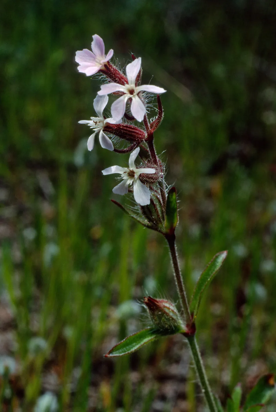 Silene gallica, Cape Canyon, Santa Catalina Island