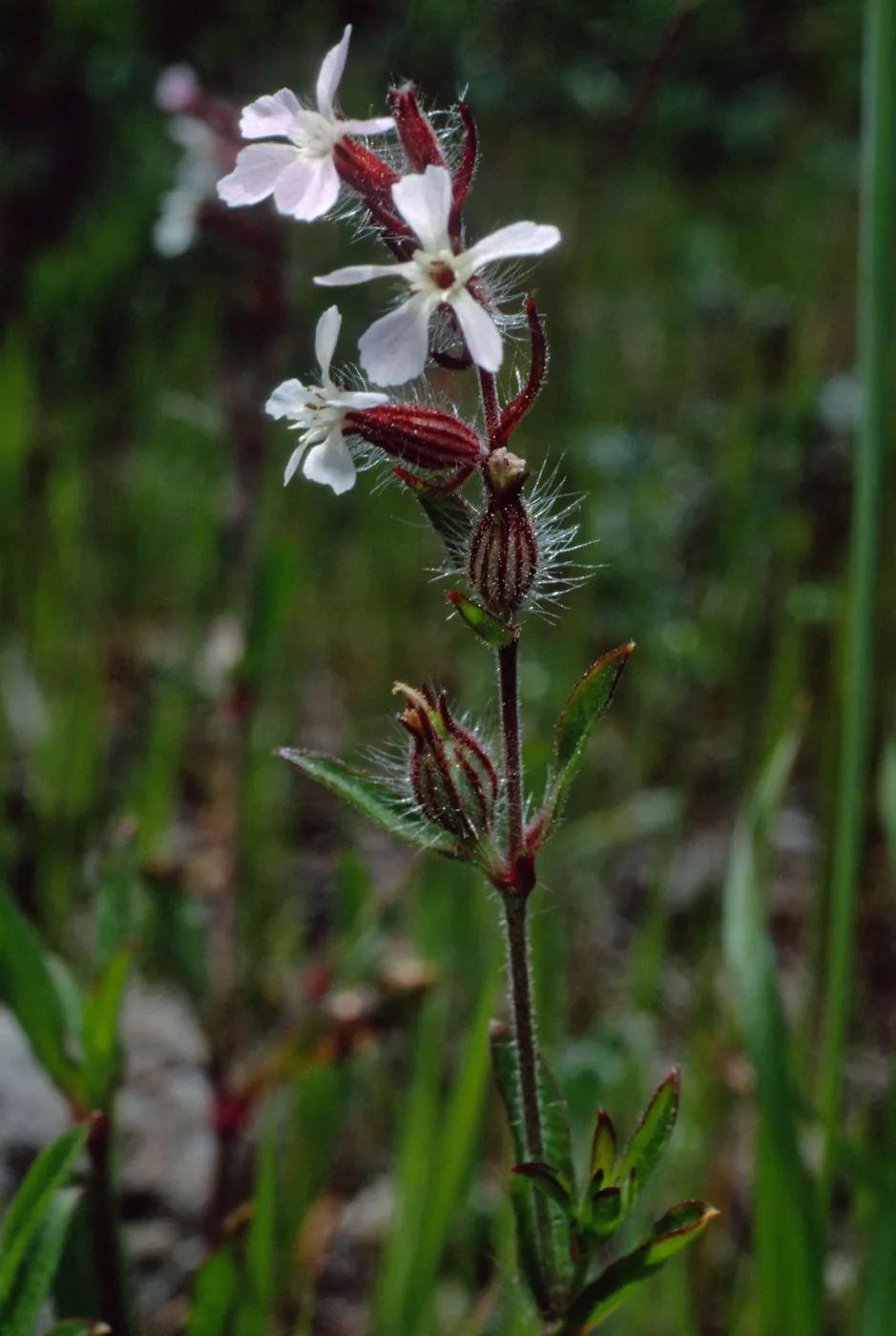 Silene gallica, Cape Canyon, Santa Catalina Island