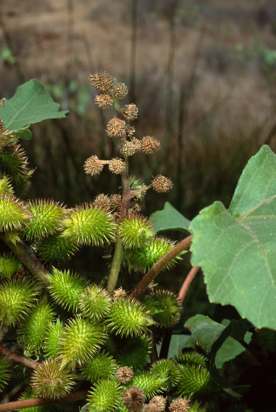 Xanthium strumabrium, Santa Catalina Island