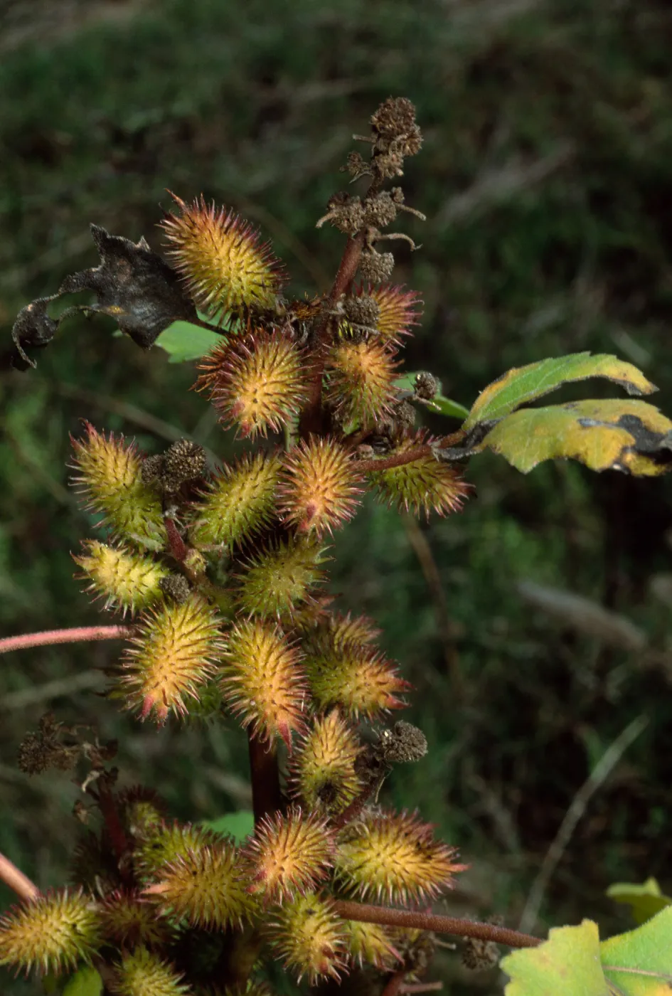 Xanthium strumabrium, Santa Catalina Island