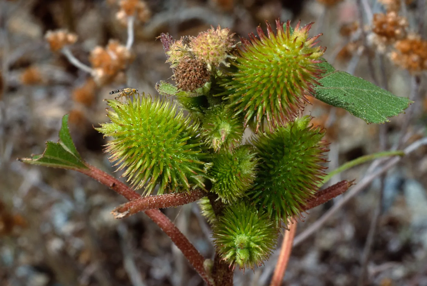 Xanthium strumabrium, Santa Catalina Island