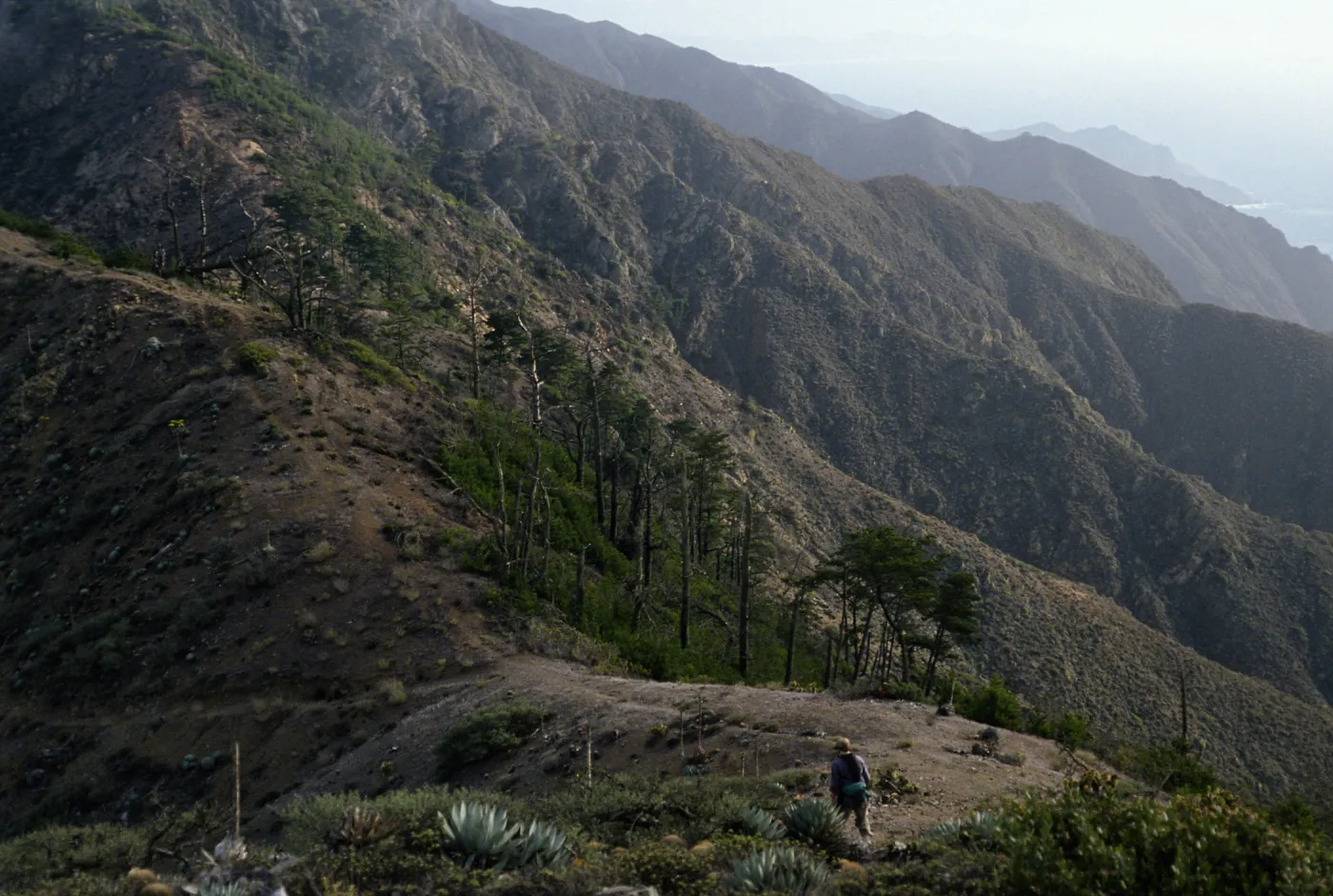 Pinus, ridge above Cañada de la Mina, Cedros Island