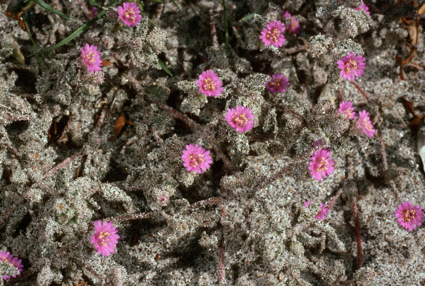 Alliona incarnata, Anza Borrego