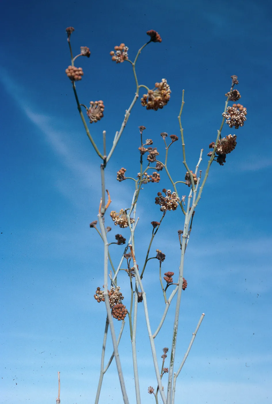 Asclepias albicans, Torote Bowl Trail, mountain, from Springs, Anza Borrego