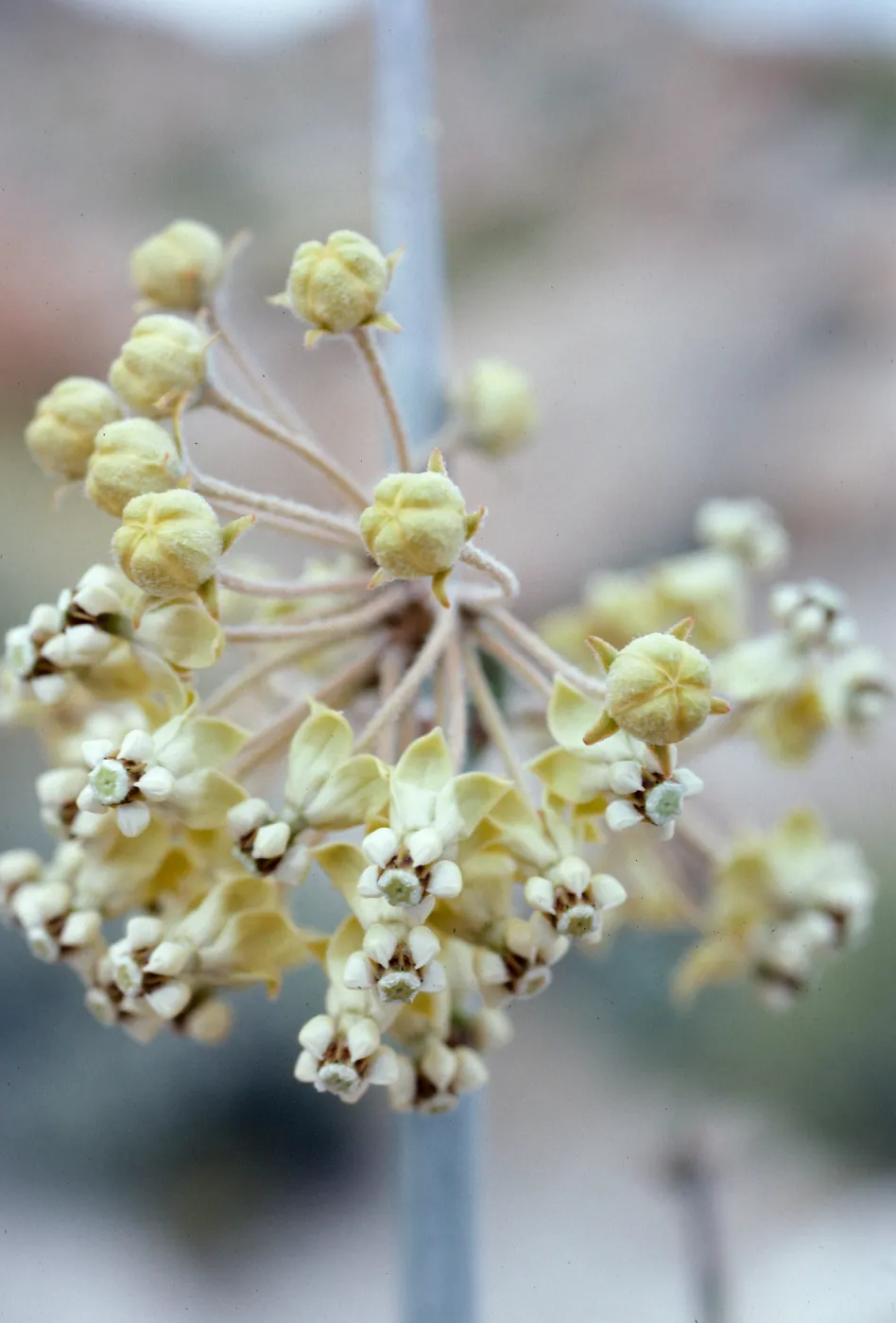 Asclepias albicans, Anza Borrego