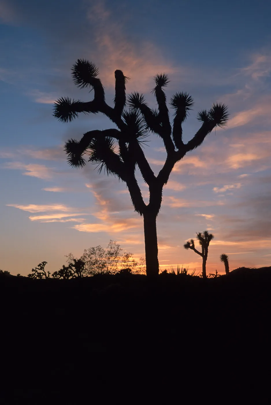 sunset, near Belle Campground, Joshua Tree National Park